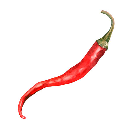 Chilli. Watercolor. isolate. Illustration for clipart. Designed for menus, culinary blogs, packaging, textiles, web design, sites, stickers, invitations, patterns, logos. Drawn by hand.の写真素材