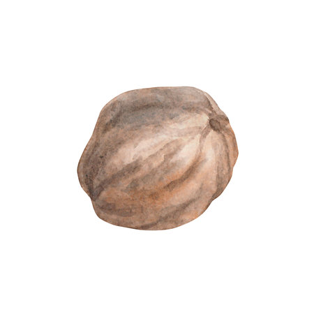 Nutmeg. Watercolor. isolate. Illustration for clipart. Designed for menus, culinary blogs, packaging, textiles, web design, sites, stickers, invitations, patterns, logos. Drawn by hand.の写真素材