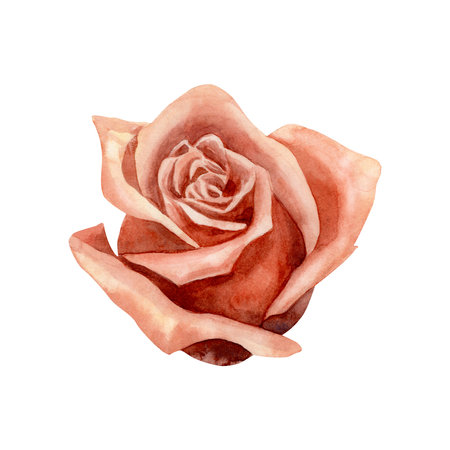 Rose. Watercolor. isolate. Illustration for clipart. Designed for flower studios, holiday decoration, weddings, packaging, textiles, web design, websites, stickers, invitations, templates, logos. hand drawnの写真素材