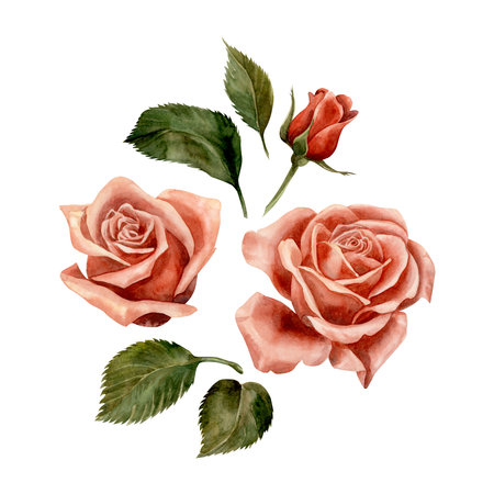 Rose. Watercolor. isolate. Illustration for clipart. Designed for flower studios, holiday decoration, weddings, packaging, textiles, web design, websites, stickers, invitations, templates, logos. hand drawnの写真素材