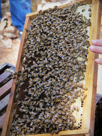 Beekeeping bees