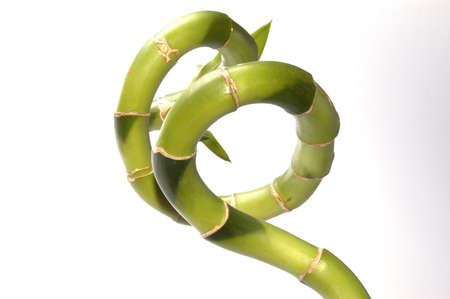 Lucky bambooの写真素材