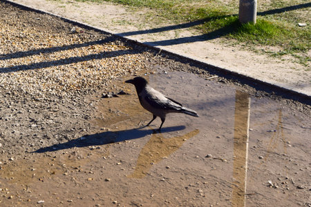 Crow puddle in the park