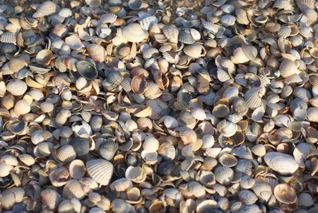 Azov sea cockle-shells beach,の写真素材