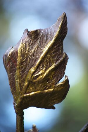 Bronze leafの写真素材