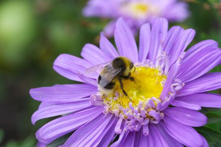 The bee drinks nectar from a flowerの写真素材