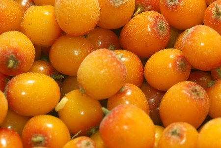 Background from frozen sea-buckthorn berries.