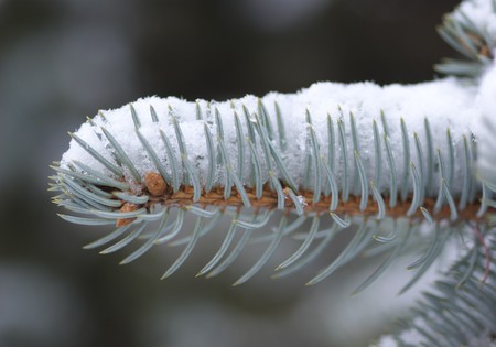 Closeup of snow covered fir sprigの写真素材