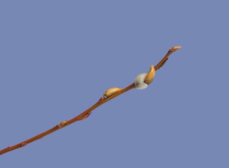 Twig of spring pussy willow on sky color background.の写真素材