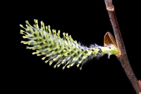 Pussy wIllow bud on the black backgroundの写真素材