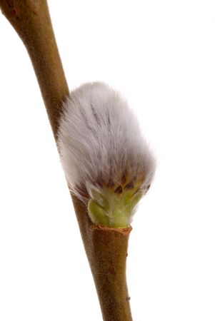 Twig of spring pussy willow over whiteの写真素材