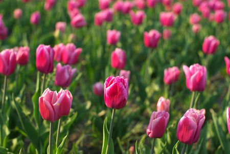 Red tulip field, background.の写真素材