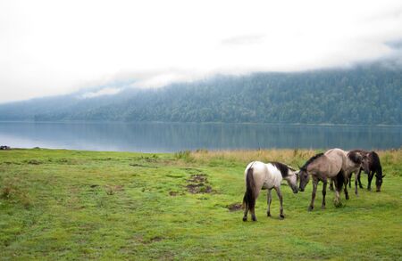 Horses love on the foggy lakeの写真素材