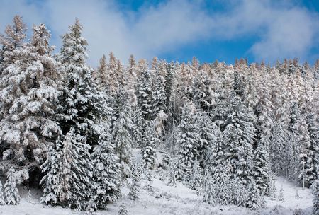 Winter forest with fir and pine trees.の写真素材