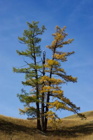 Autumn landscape with three larch treeの写真素材