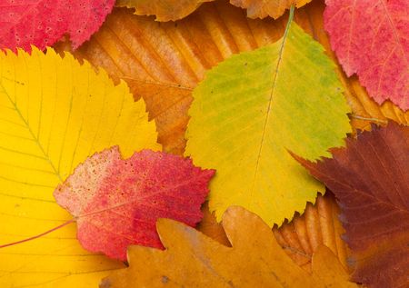 Autumn different colors leaves for a backgroundの写真素材