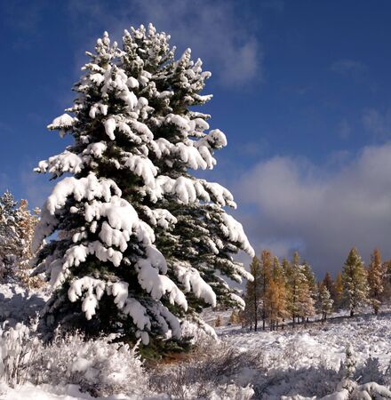 Scenic view of two fir tree under the snow.の写真素材