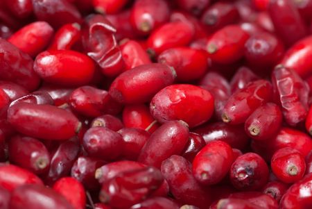Red and ripe barberries backgroundの写真素材