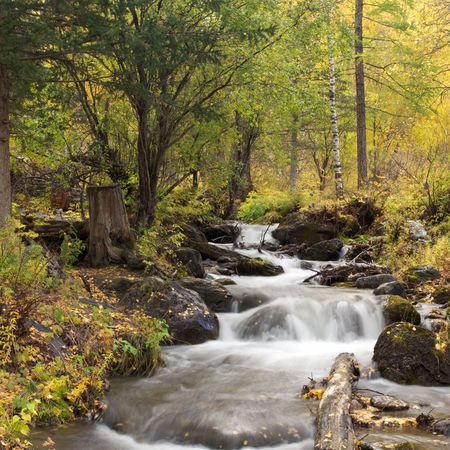 Summer forest with river and small cascadesの写真素材