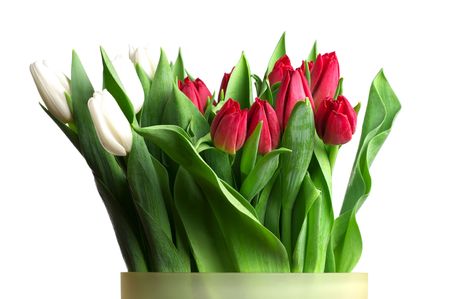 Red and white tulip flowers isolated on the white background.の写真素材
