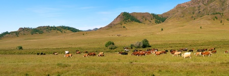 Mountain landscape with horses and cows pasturingの写真素材