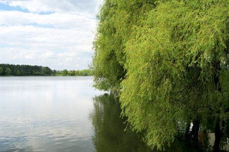 Willows on the ukrainian pond