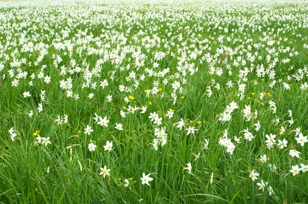 White narcissus field backgroundの写真素材