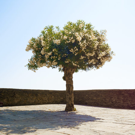 Single blossoming tree in the stone city square