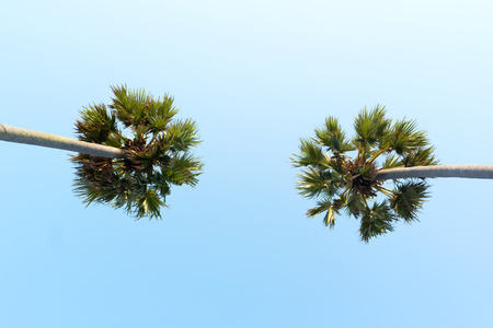 Looking up to the sky and very high tropical palm treesの写真素材