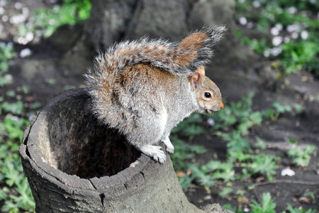 The grey squirrel eating in Hyde Park, London, UK