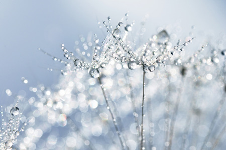 Dewy dandelion close-upの写真素材