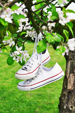 White canvas shoes hanging on a blossom treeの写真素材