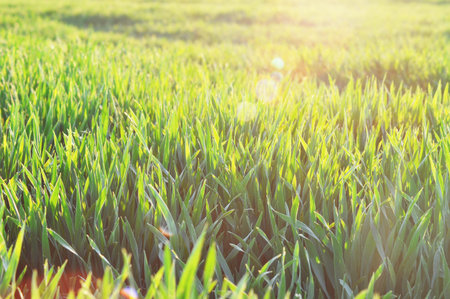 Grass in sunset