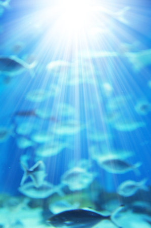 Bokeh of underwater with fish