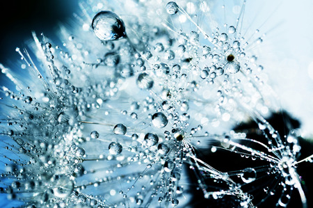 Dewy dandelion closeupの写真素材