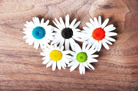 Marguerite flowers symbolizing the sports competition Rings, sport concept.の写真素材