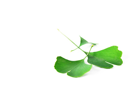 Ginkgo Biloba leaves isolated on whiteの写真素材