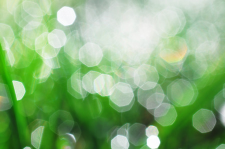 Natural green bokeh backgroundの写真素材