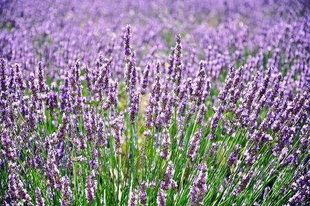 Detail of lavender fieldの写真素材