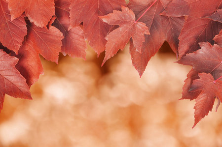 Bunch of red leaves creating a frame with natural bokeh in the background