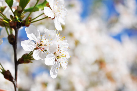 Close-up view of beautiful apple tree with white apple blossom