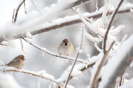 Tree Sparrowの写真素材