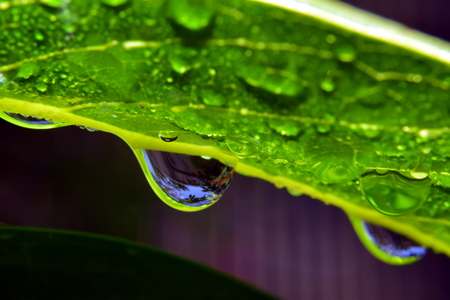 Morning dew drops.の写真素材