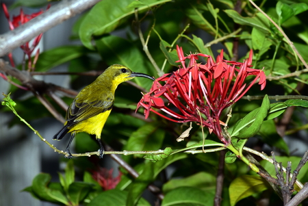 olive backed sunbirdの写真素材