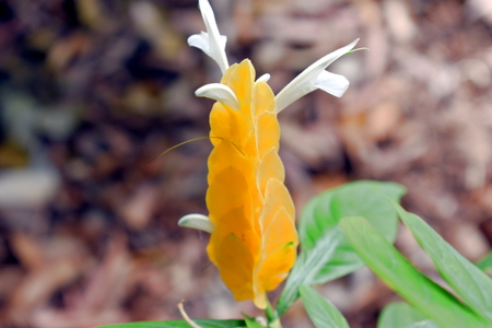 The lollipop plant.の写真素材
