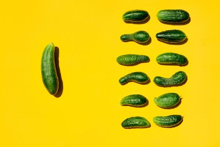 Different sizes forms cucumbers pattern on a yellow background symbolizes leadership, teamwork, the head and subordinate employees, the leader and society. Top view. Concept for designers copy space.の写真素材