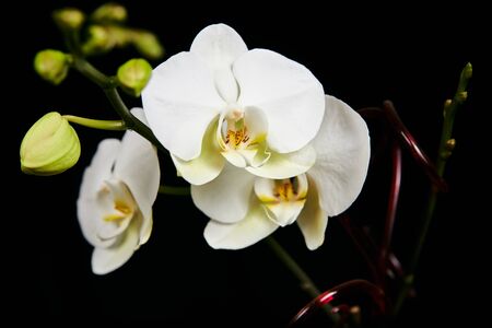 Orchid flower blossom isolated on the black background with copyspase for cards and design.の写真素材