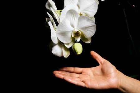 White orchid Phalaenopsis isolated on black background. White orchid branch blossom. Copy space for cards and design. Flower background. Orchids blossom close up. Floral concept. Orchid growing tips.の写真素材