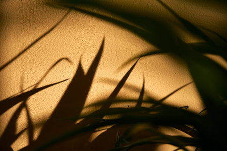 Rough day light shadows from the leaves on the wall.