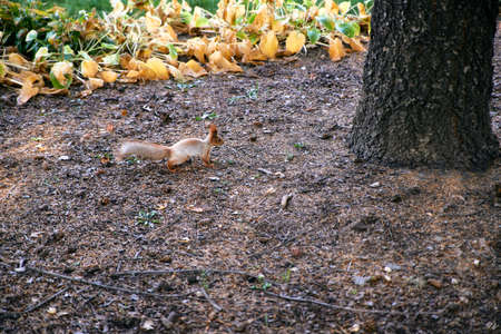 Cute red squirrel in the Park. Squirrel with a fluffy tail close-up.の写真素材